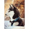 Husky bordado con diamantes