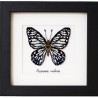 Colección mariposas 1