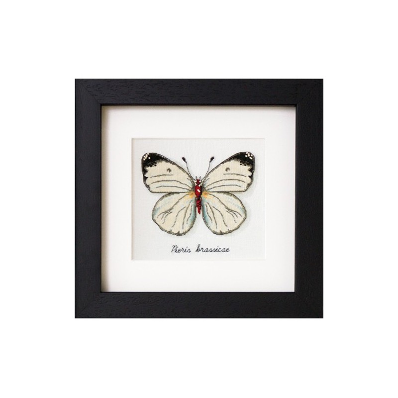 Colección mariposas 4