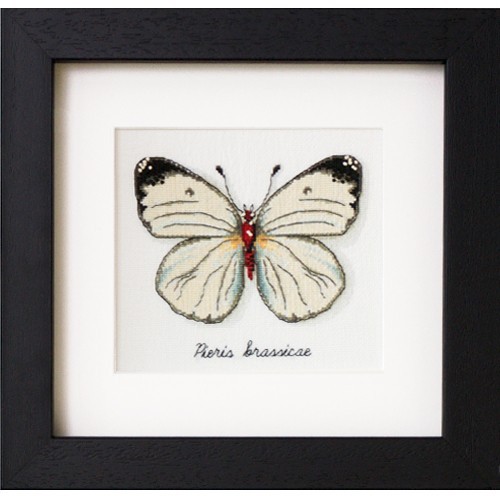 Colección mariposas 4
