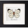 Colección mariposas 4