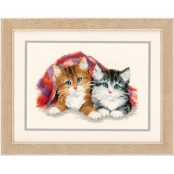 Dos gatos abrigados