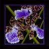 Orquidea lila